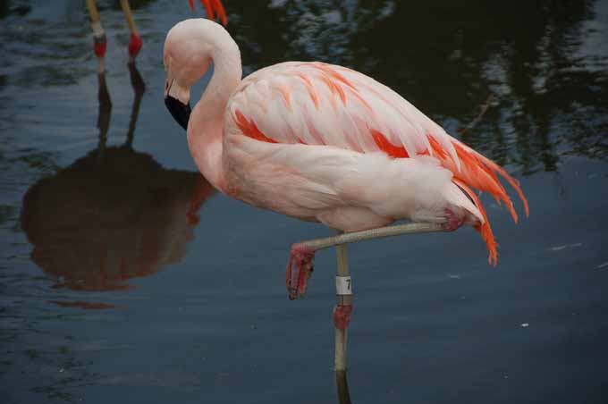 flamingo
